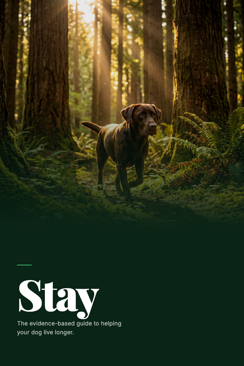 Stay — The Dog Longevity Guide